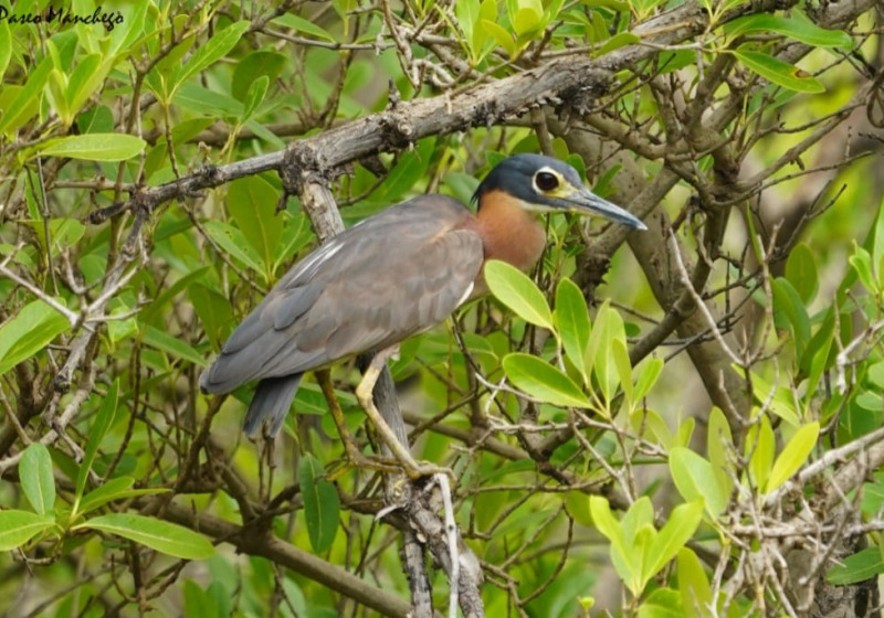 10-Day Birdwatching Trip in The Gambia with Turaco Birding
