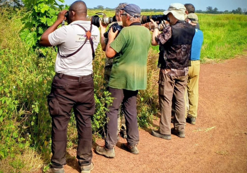 14-Day Senegal and Gambia Combined Birdwatching Trip with Turaco Birding