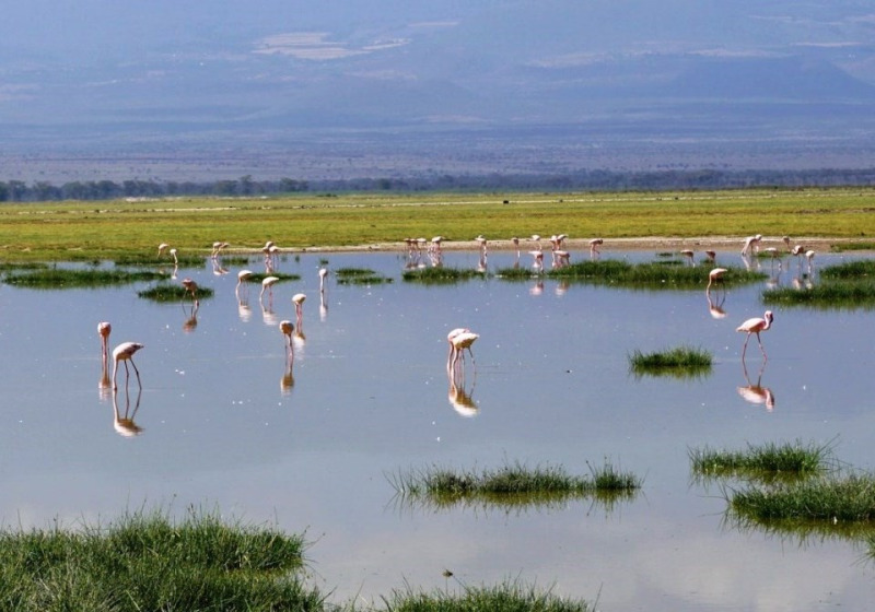 Bird Watching at Impala Park and Dunga Boardwalk