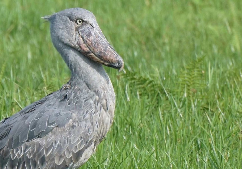 Birds and Wildlife of Uganda with Lawson's Safaris