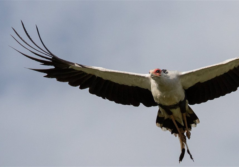 Birds and Wildlife of Kenya with Lawson's Safaris