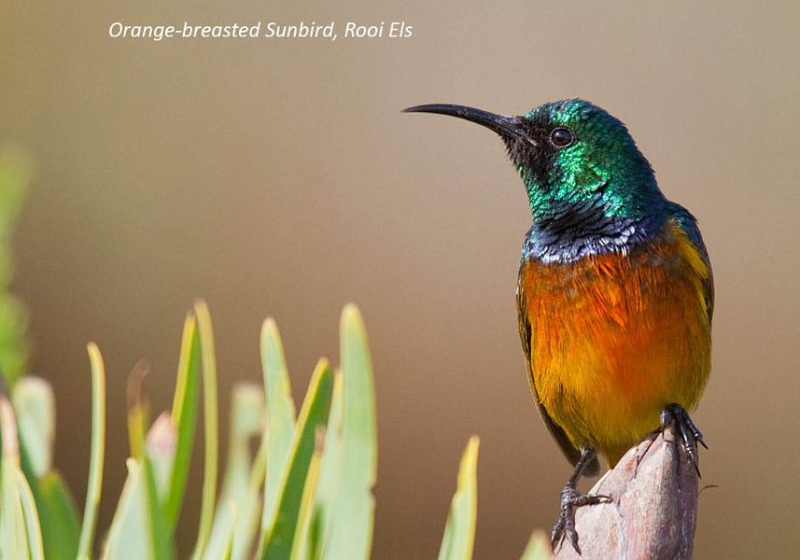 Western Cape Highlights Birding with Lawson's Safaris