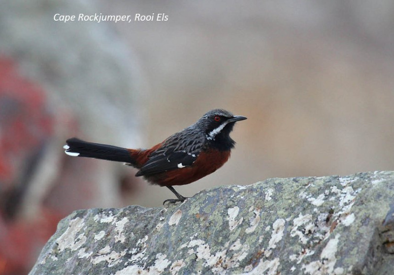 Western South Africa Endemics with Lawson's Safaris