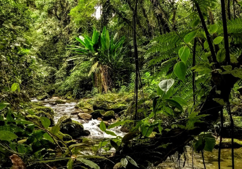 Atlantic Forest North of Sao Paulo and Itatiaia Birdwatching with DBB Tours