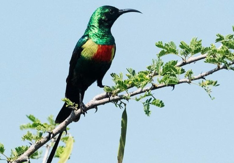 15 Days Birding Rift Endemics and Uganda Wildlife