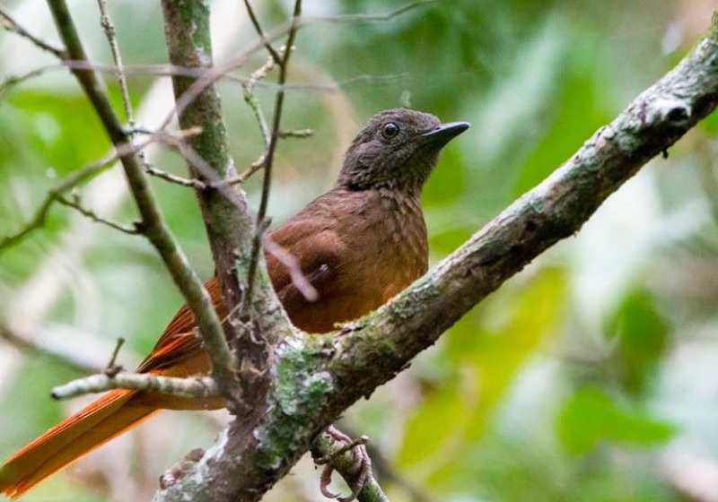 10 Days Birding Uganda Tour