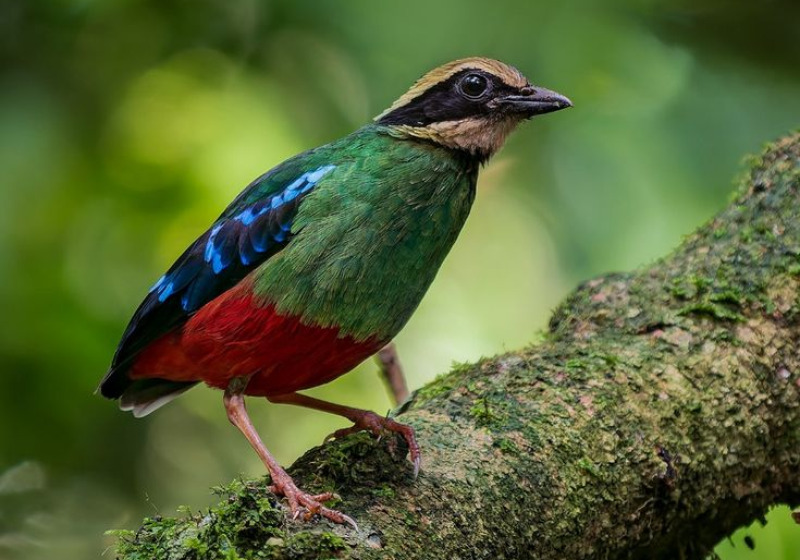 12 Days Green-breasted Pitta and African Green Broadbill Birding