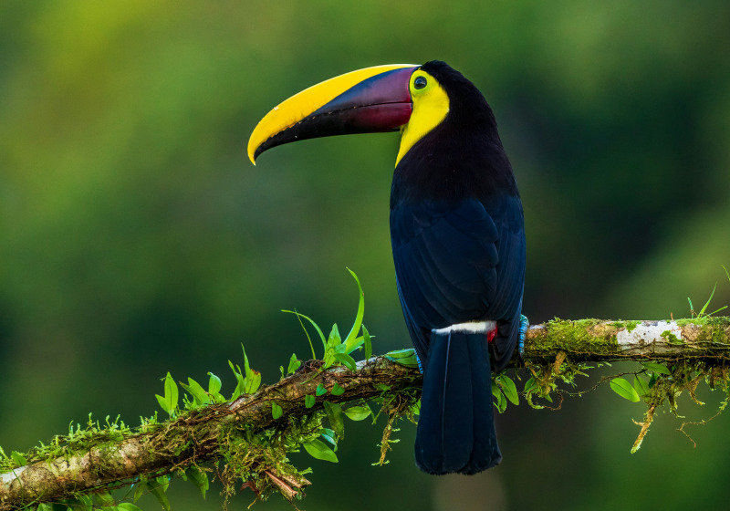 Pakistan Private Birding and Wildlife Photography with Bilal Qazi