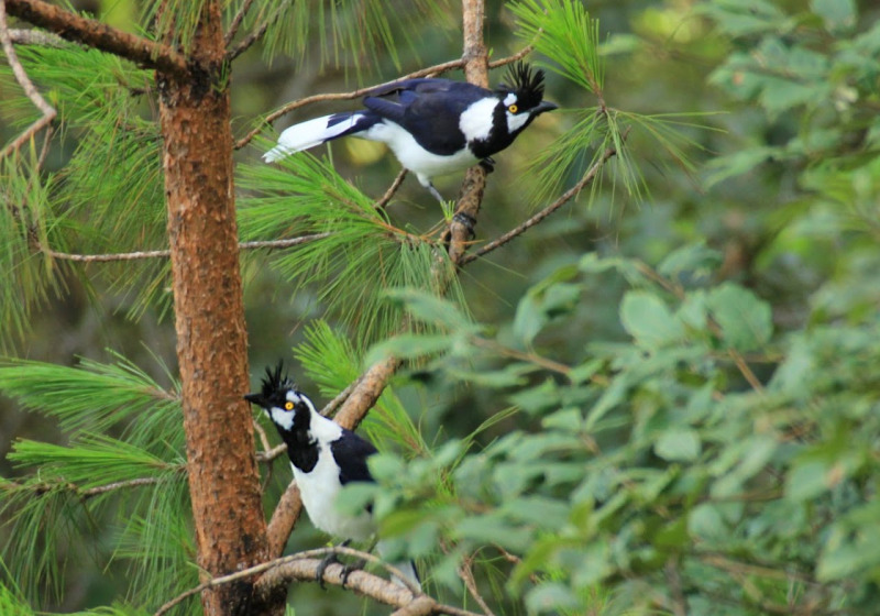 Custom Mexico Birding Guiding with Rene Valdes