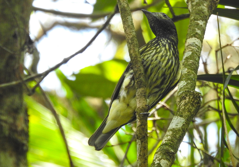 Rio de Janeiro Atlantic Forest Private Birdwatching with Falcon Birdwatching