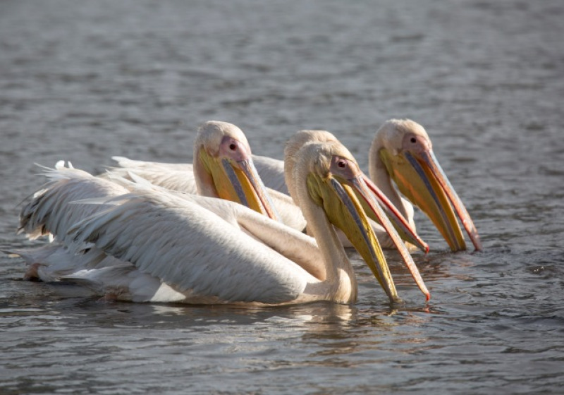 10-Day Tanzania Birding Safari with Wings Explorers Tours