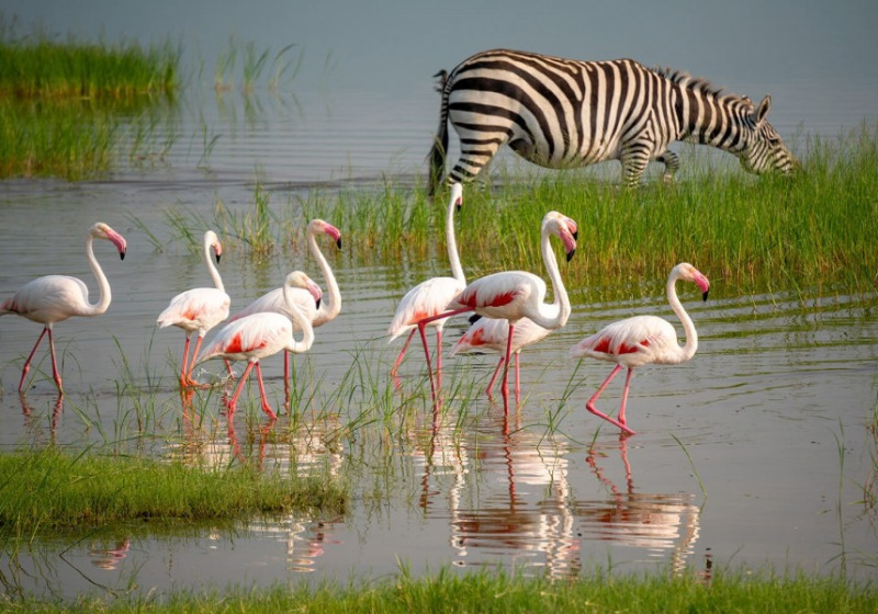 10-Day Tanzania Birding Safari with Wings Explorers Tours