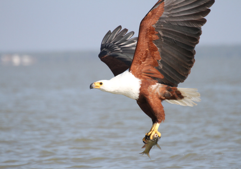 Private Lake Baringo Birding Day with Benson Aengwo