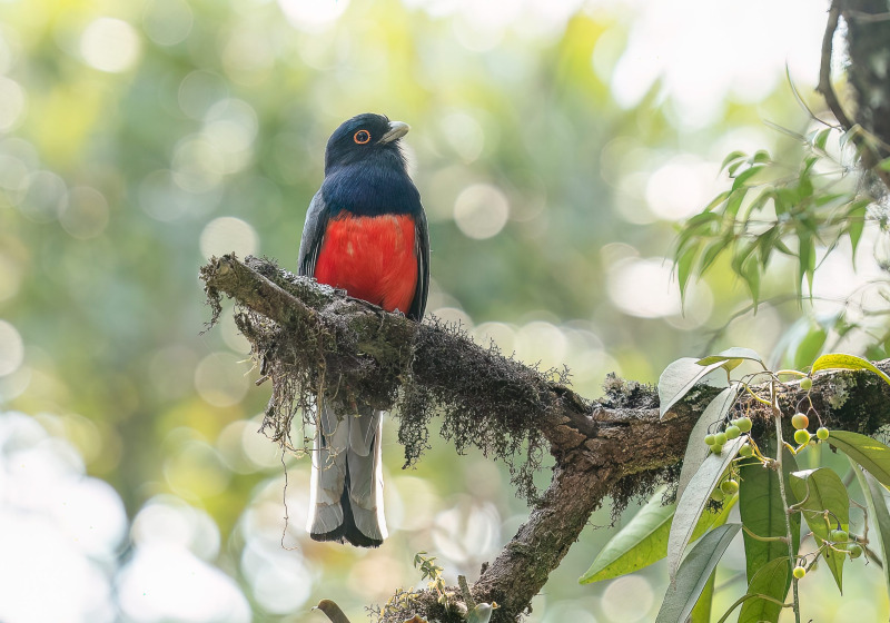 Atlantic Forest Birdwatching and Photography with BirdsRio