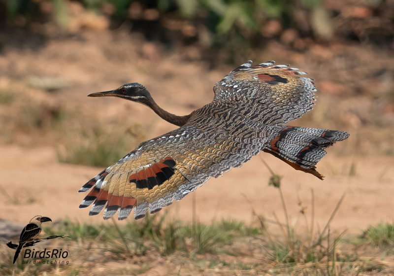 Cerrado Birdwatching and Photography with BirdsRio