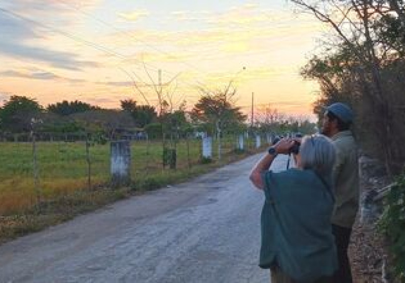 Private Birding Day from Merida