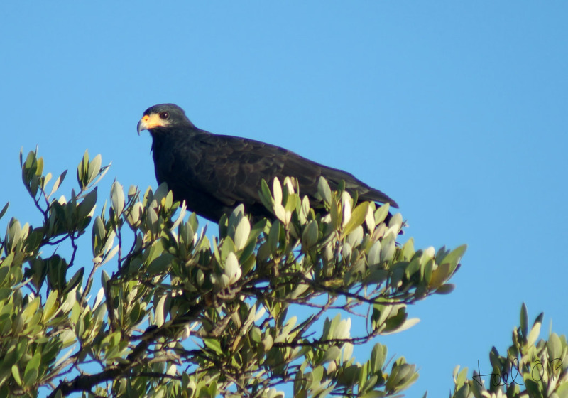 Celestun Birding Day from Merida
