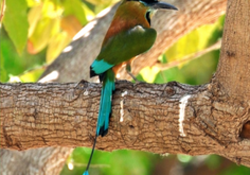 Uxmal and Puuc Route Birding Day