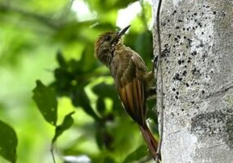 Xocen Reserve Birding from Valladolid