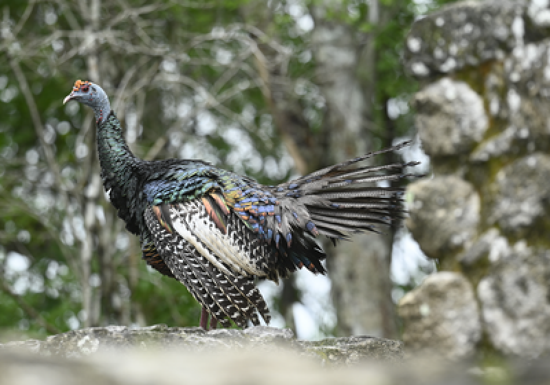 Calakmul Birding Expedition