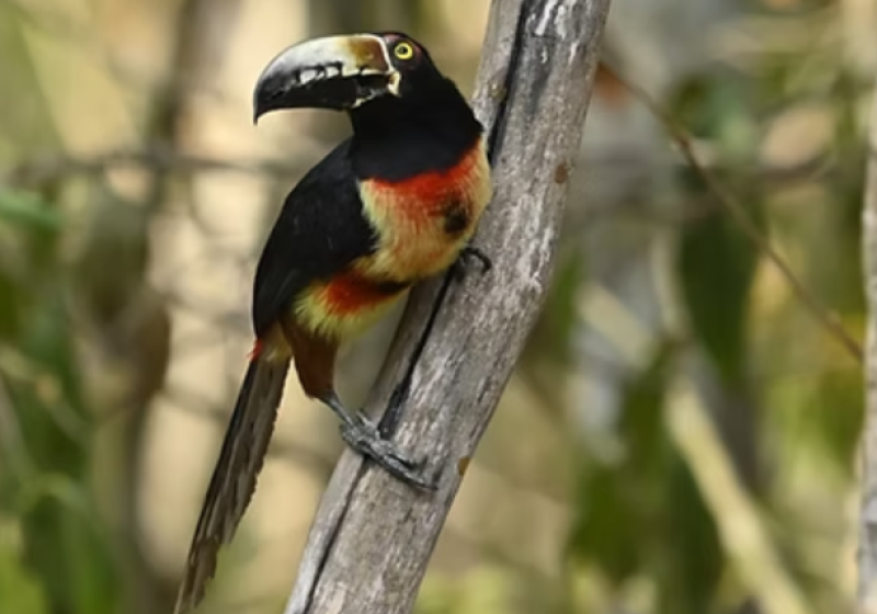 Puerto Morelos Toh Reserve Birding