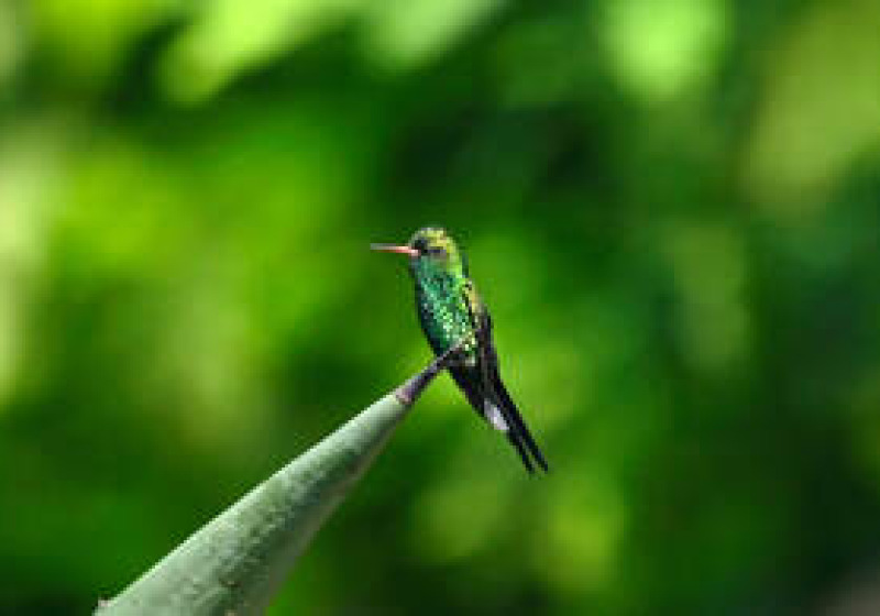 Cozumel Island Birding Day