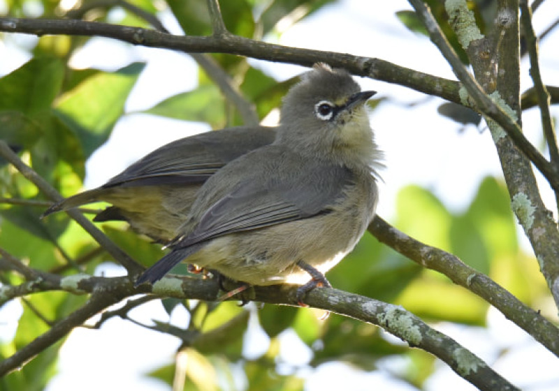 Private Mahe Endemic Birding with Steve Agricole