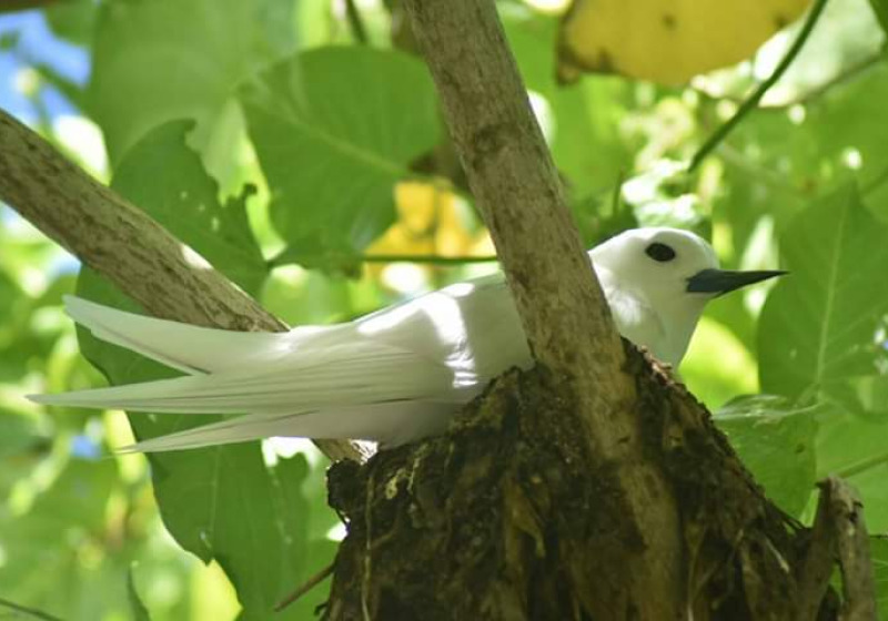 Private La Digue Paradise Flycatcher Birding with Steve Agricole
