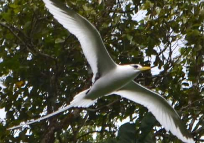Private Aride Island Seabird and Endemic Birding with Steve Agricole