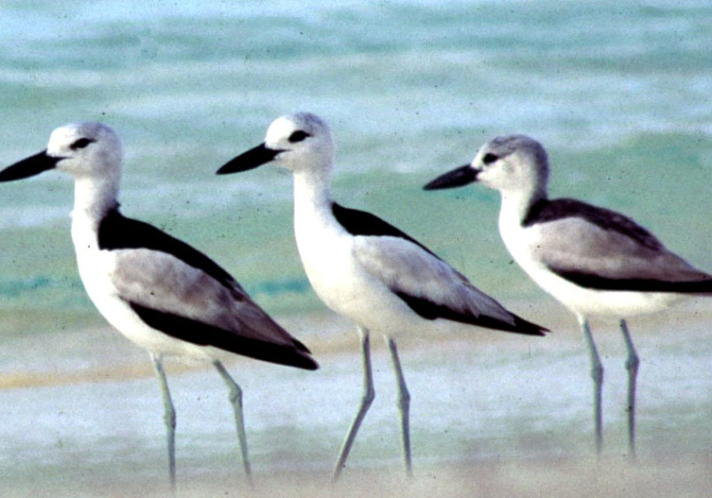 Private Cousin Island Special Reserve Birding with Steve Agricole