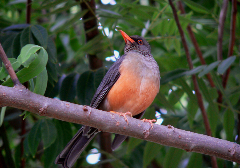 Private Northern Rwanda and Kivu Belt Birding with Roger Irakoze