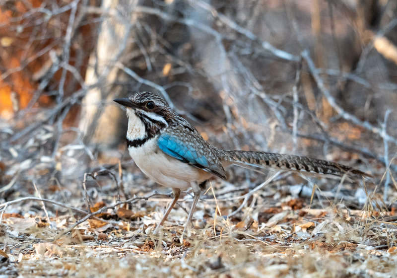 Madagascar Birding tour with Nature Travel Birding