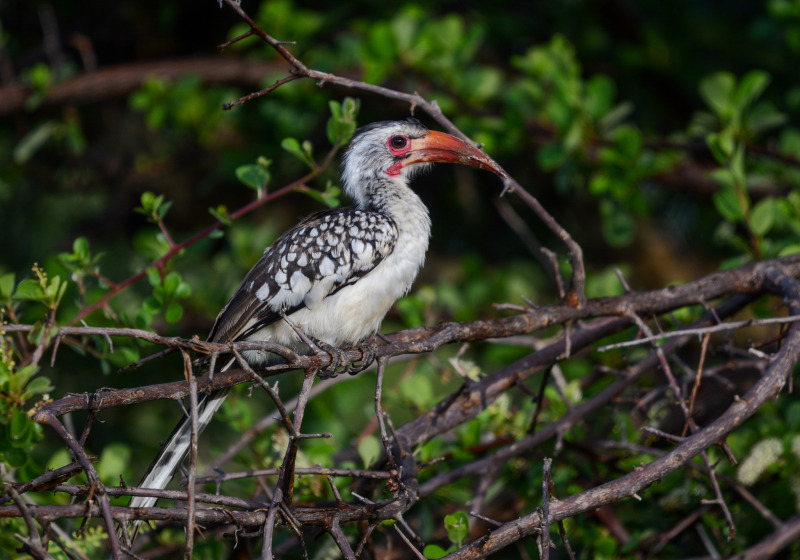Namibia Botswana Zambia Birding with Nature Travel Birding