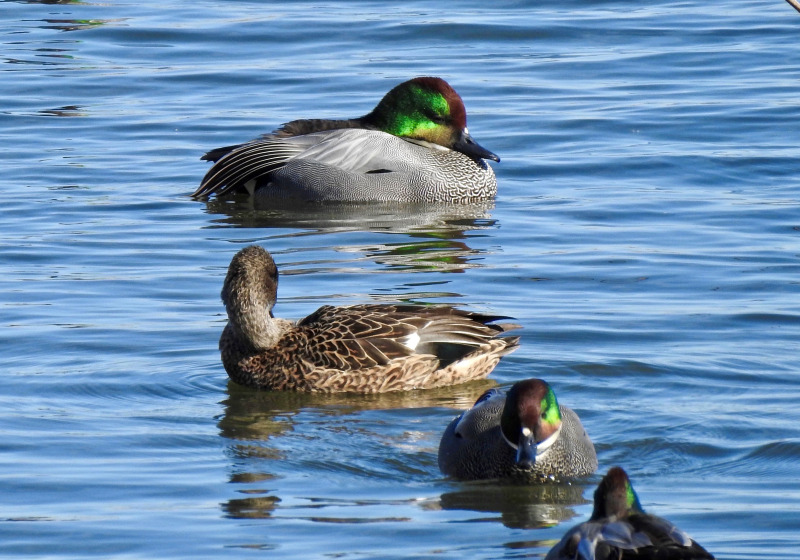 Japan Birding with Nature Travel Birding