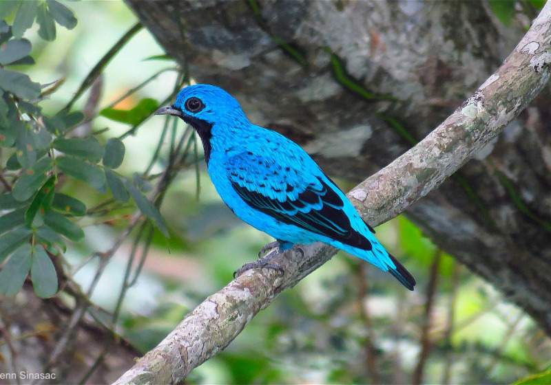 Panama Birding with Nature Travel Birding
