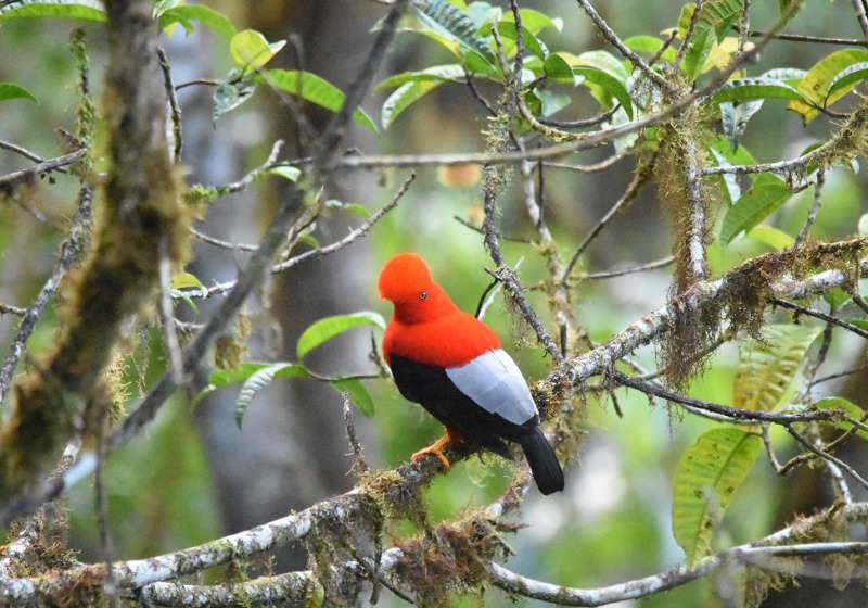 Ecuador Birding with Nature Travel Birding