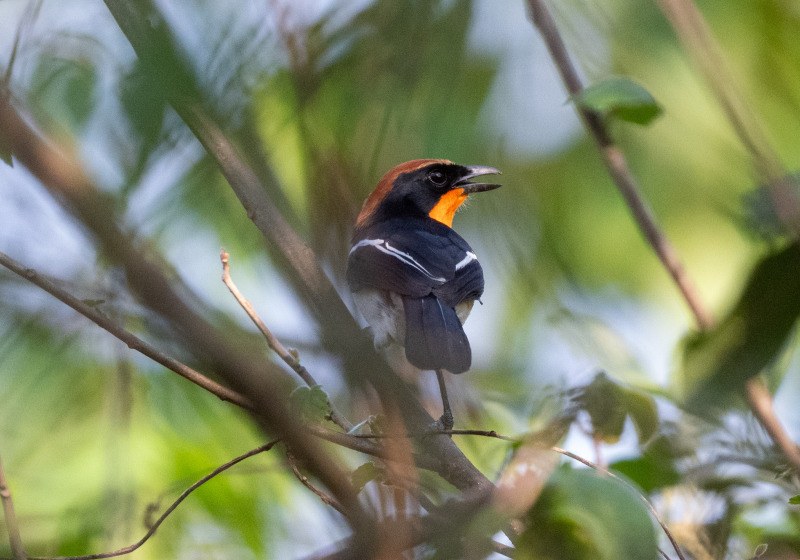 Angola Birding with Nature Travel Birding