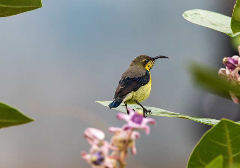 Northern India Birding with Nature Travel Birding
