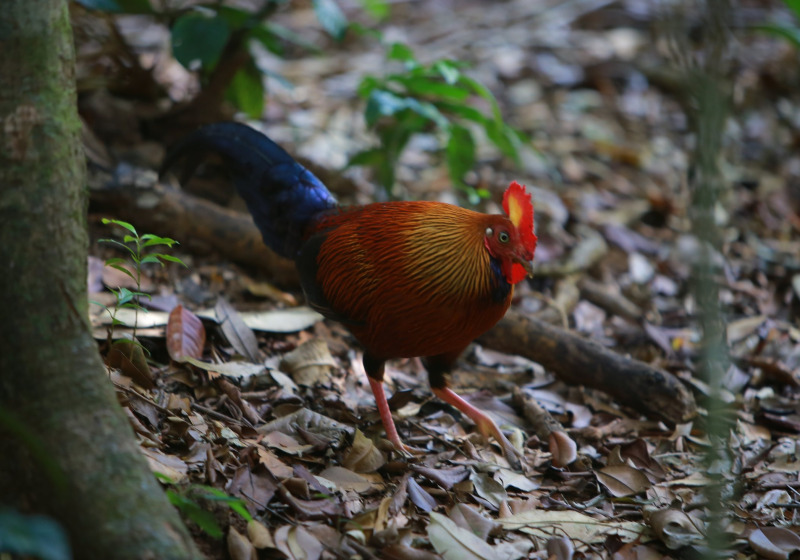 Sri Lanka Birding with Nature Travel Birding