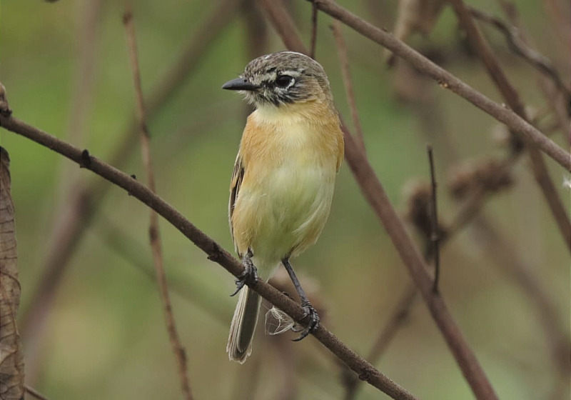 Private Guaviare Birding with Wilmer Ramirez