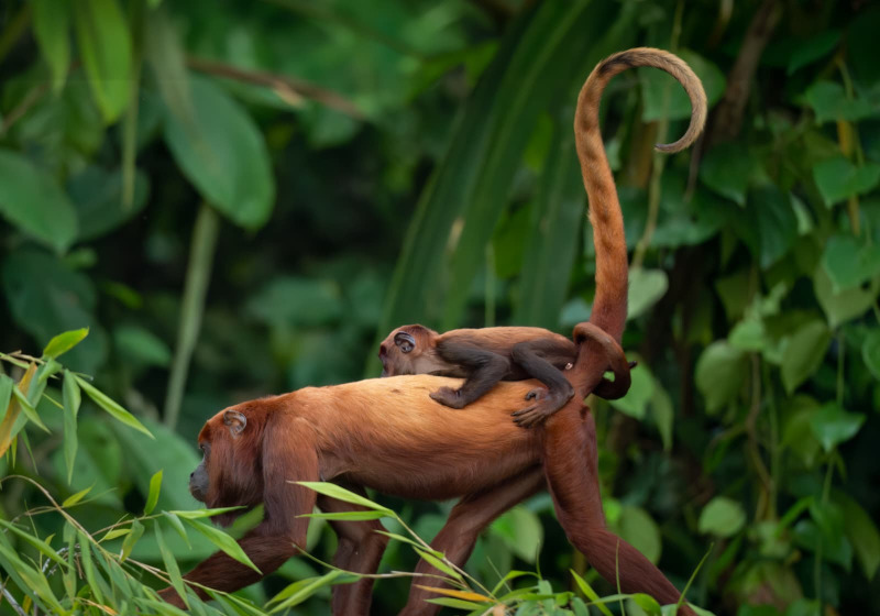 4 Days Amazon Odyssey Private Birding Tour