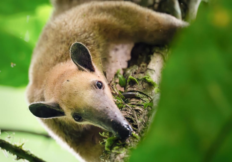 5 Days Amazon Immersion Private Birding Tour