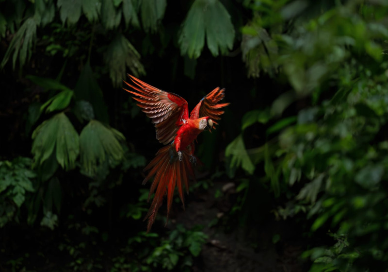 8 Days Private Amazon Birdwatching Adventure
