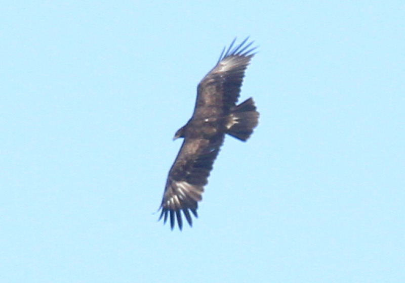 Private Northeast Poland Birding with Tomasz Kulakowski
