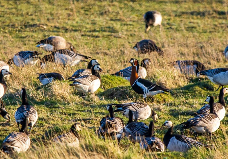 Private Bulgaria Birding with Tihomir Stefanov
