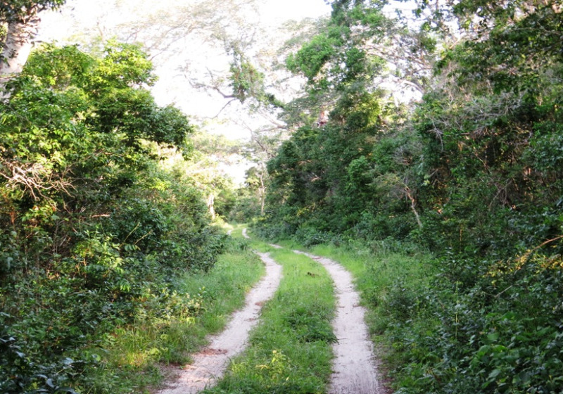 Arabuko Sokoke Forest