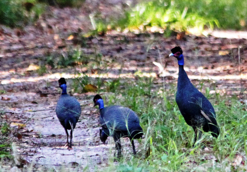 Dakatcha Woodlands