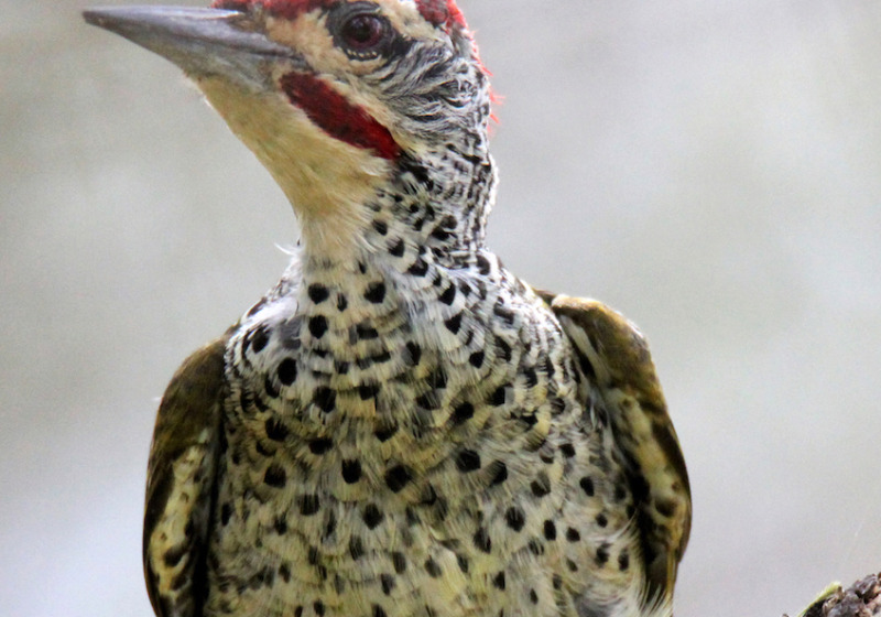 Ngong Road Forest Birding