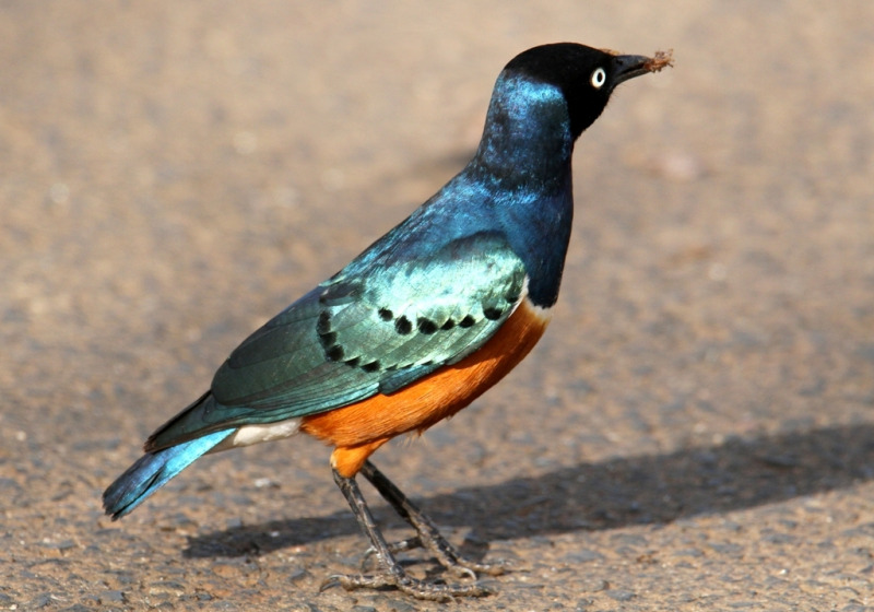 Ruma National Park