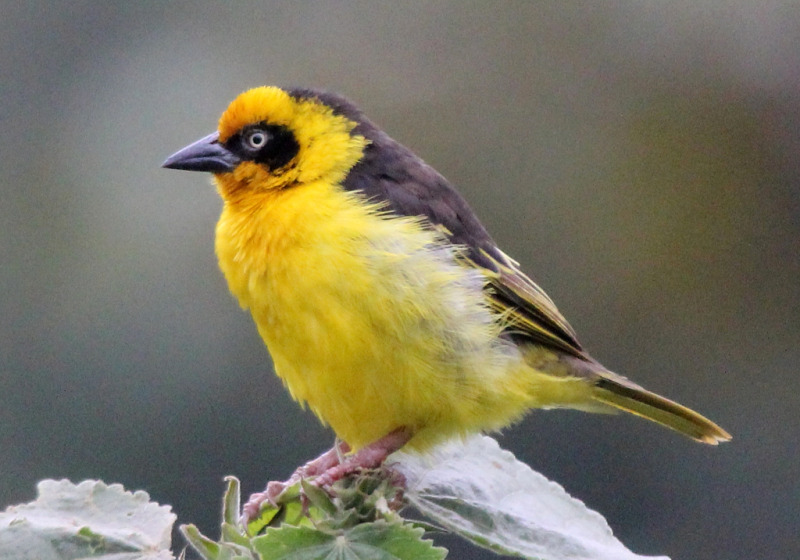 3 Days Forest Birding